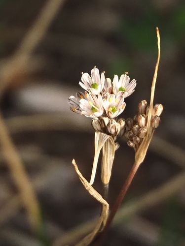 Allium callimischon (Allium callimischon)