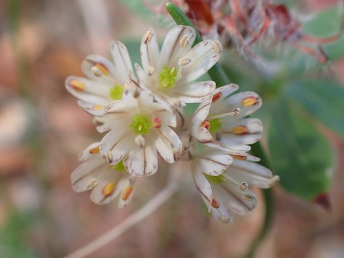 Allium callimischon (Allium callimischon)