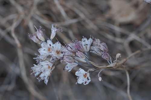 Allium callimischon (Allium callimischon)