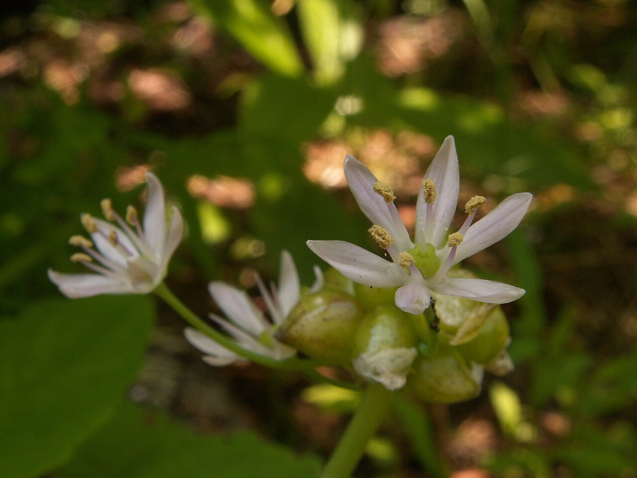 Meadow garlic: Canada Onion ( Allium canadense ) blooming in Fox Chapel, Pennsylvania