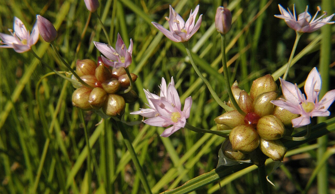 Meadow garlic: Image of blooms and bulbheads of Allium canadense WILD ONION at the James Woodworth Prairie Preserve