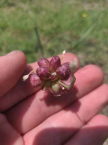 Meadow garlic (Allium canadense)