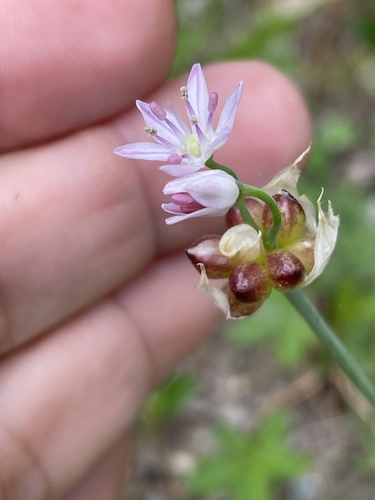 Meadow garlic (Allium canadense)