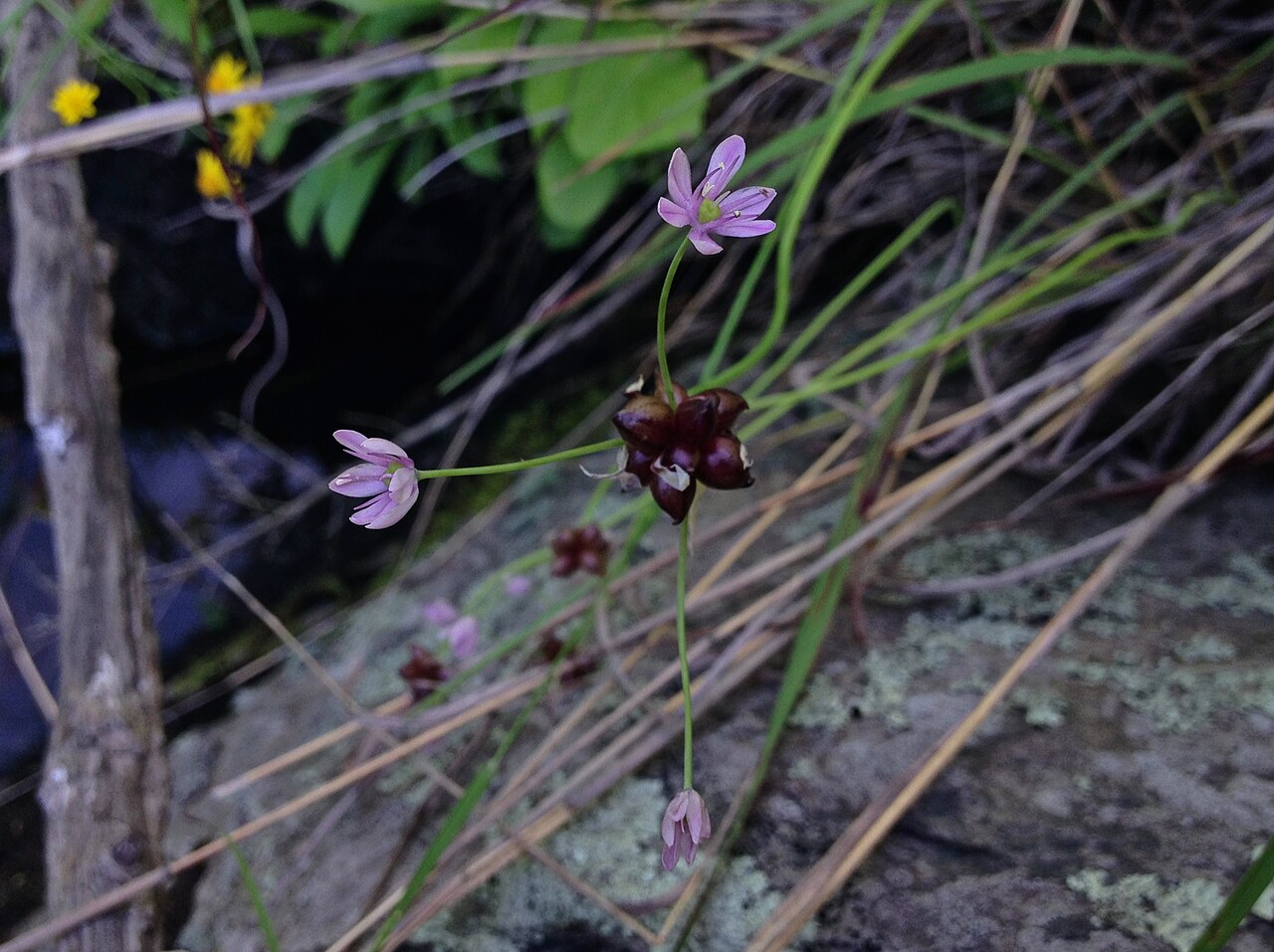Meadow garlic: Photo of Allium canadense in flower. This is a native plant growing wild in Great Falls Park, in Fairfax county Virginia, USA. This species is a member of the A
