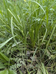 Meadow garlic (Allium canadense)