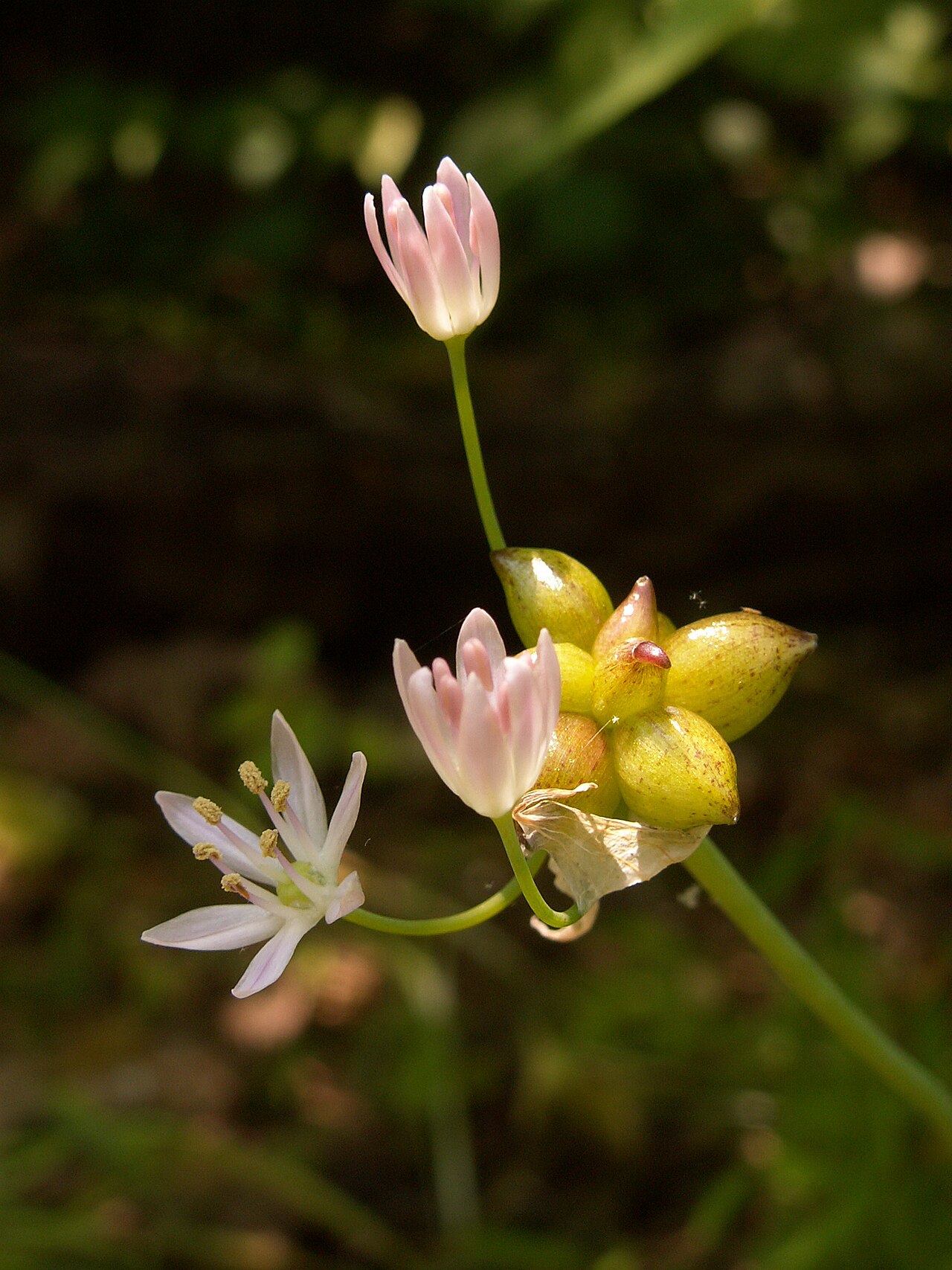 Meadow garlic: Canada Onion ( Allium canadense ) blooming in Fox Chapel, Pennsylvania