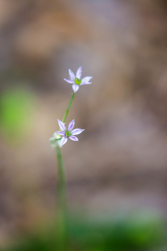 Meadow garlic (Allium canadense)