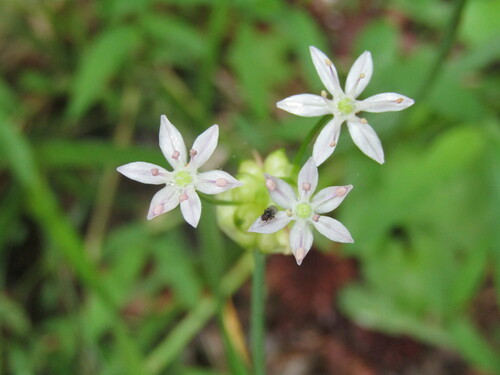 Meadow garlic (Allium canadense)