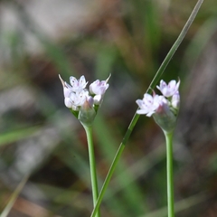Meadow garlic (Allium canadense)