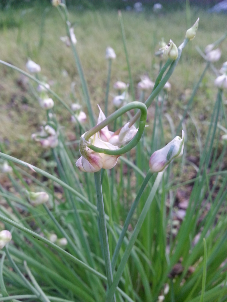 Meadow garlic (Allium canadense)
