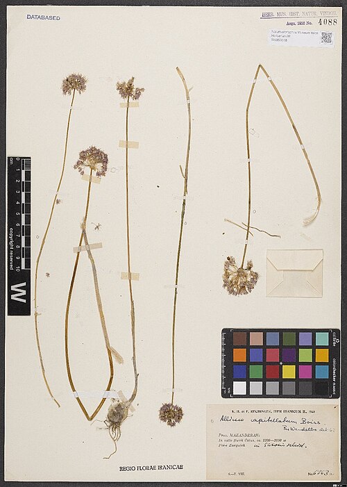 Allium capitellatum: Allium capitellatum — Herbarium specimen from Prov. Mazanderan, In valle fluvii Čalus, ca. 2200–2600 m. Pol-e Zanguleh., Iran. Collected by Rechinger,K.H. & Rec