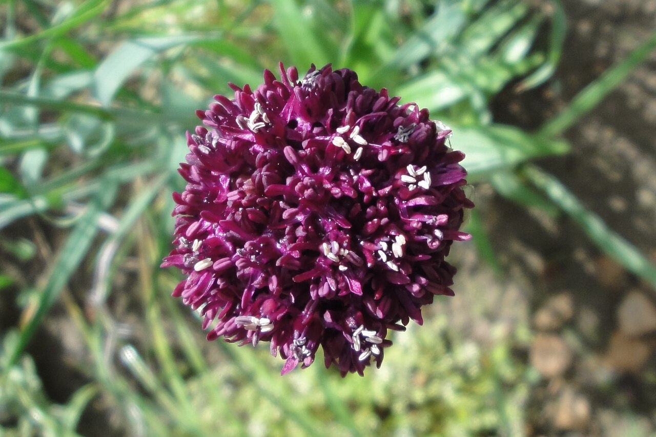 Allium cardiostemon: Allium cardiostemon, Tsaghkadzor, in culture, 2010.06.19