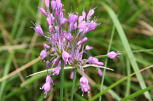 Allium carinatum: Allium carinatum