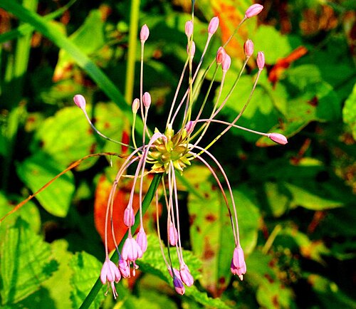 Allium carinatum: Allium carinatum