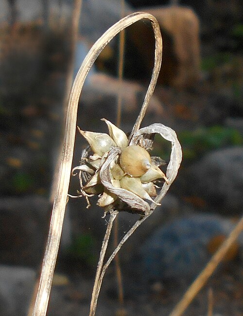 Allium carinatum: Czosnek grzebieniasty ( Allium carinatum ), Ogród Botaniczny UMCS w Lublinie.