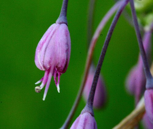 Allium carinatum: Allium carinatum