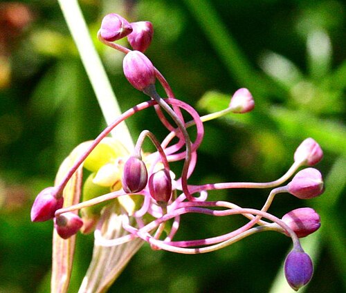 Allium carinatum: Allium carinatum