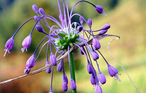 Allium carinatum: Allium carinatum