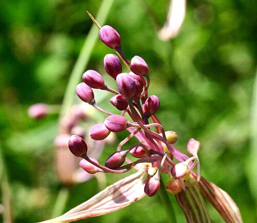 Allium carinatum: Allium carinatum