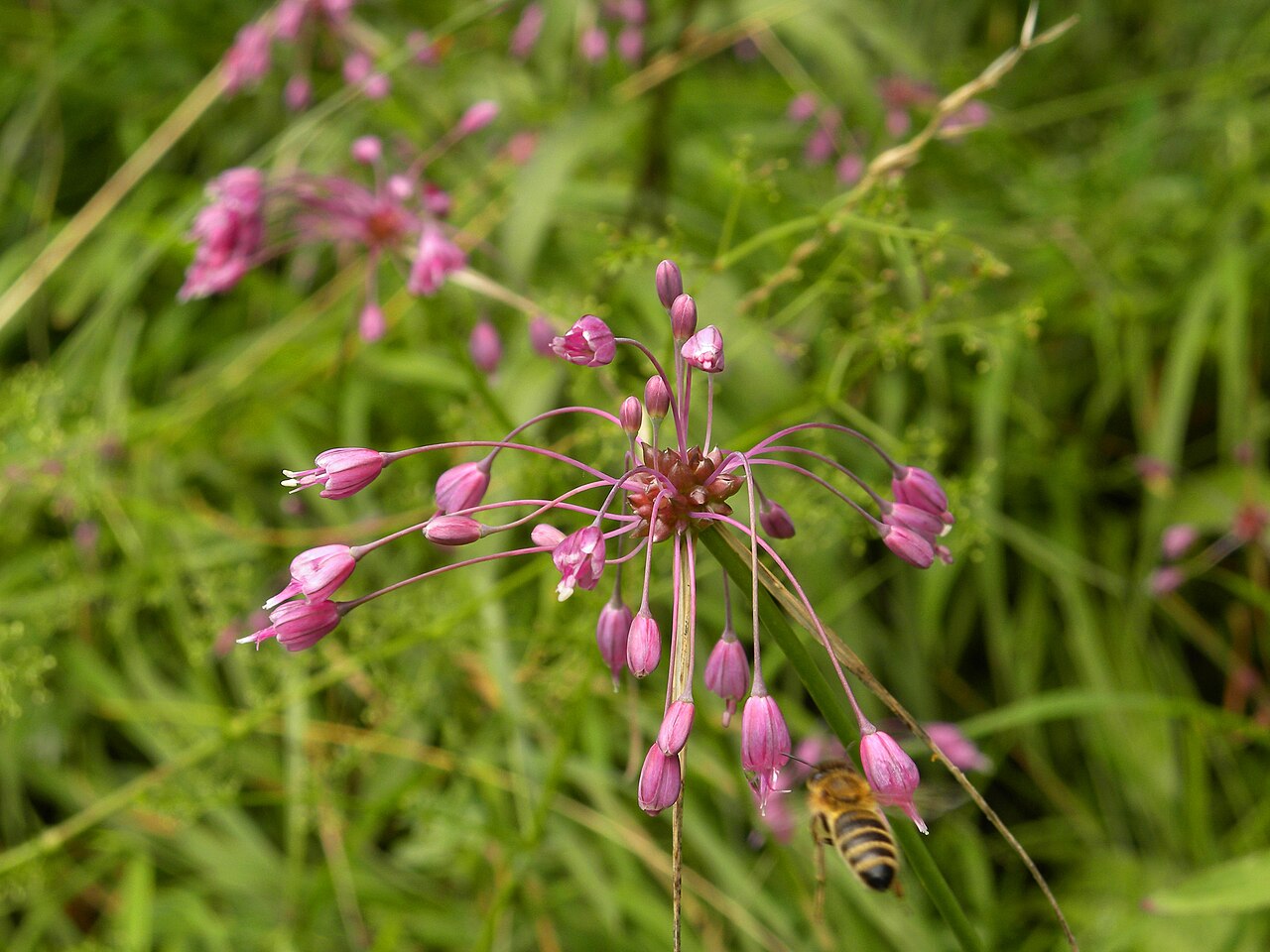 Allium carinatum: Gekielter Lauch Fundort: Naturpark Ötscher-Tormäuer, am Weg zum Trefflingfall