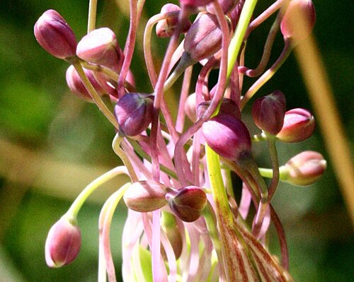 Allium carinatum: Allium carinatum