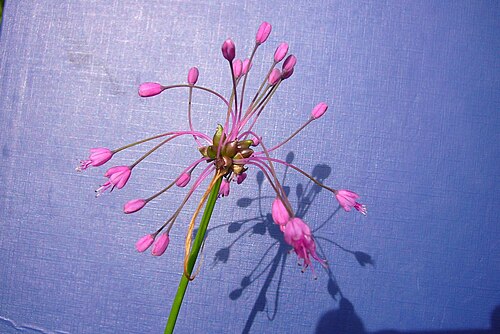 Allium carinatum: Allium carinatum