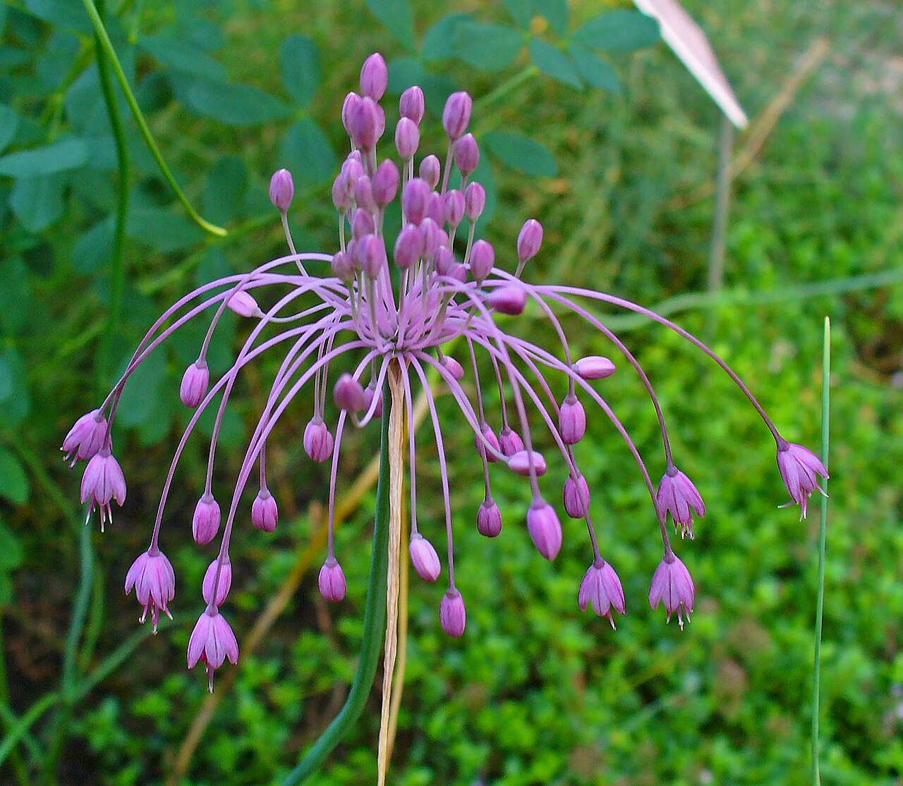 Allium carinatum: Allium carinatum subsp. pulchellum , Alliaceae, Keeled Garlic, inflorescence. Botanical Garden KIT, Karlsruhe, Germany.