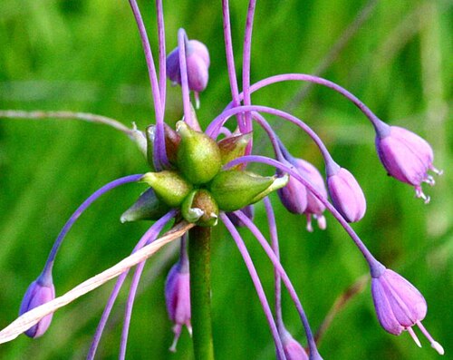 Allium carinatum: Allium carinatum