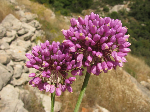 Allium carmeli (Allium carmeli)