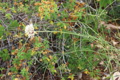 Allium carmeli (Allium carmeli)
