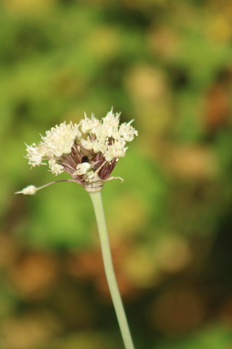 Allium carmeli (Allium carmeli)