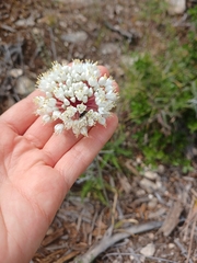 Allium carmeli (Allium carmeli)
