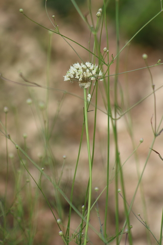 Allium carmeli (Allium carmeli)