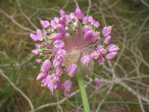 Allium carmeli (Allium carmeli)