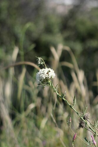 Allium carmeli (Allium carmeli)