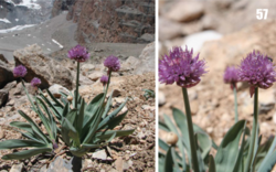 Allium carolinianum: Allium carolinianum in Tajikistan.
