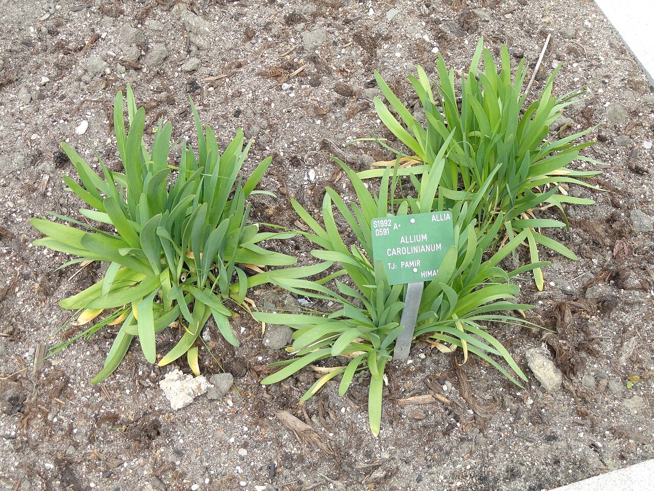 Allium carolinianum: Botanical specimen in the University of Copenhagen Botanical Garden, Copenhagen, Denmark.