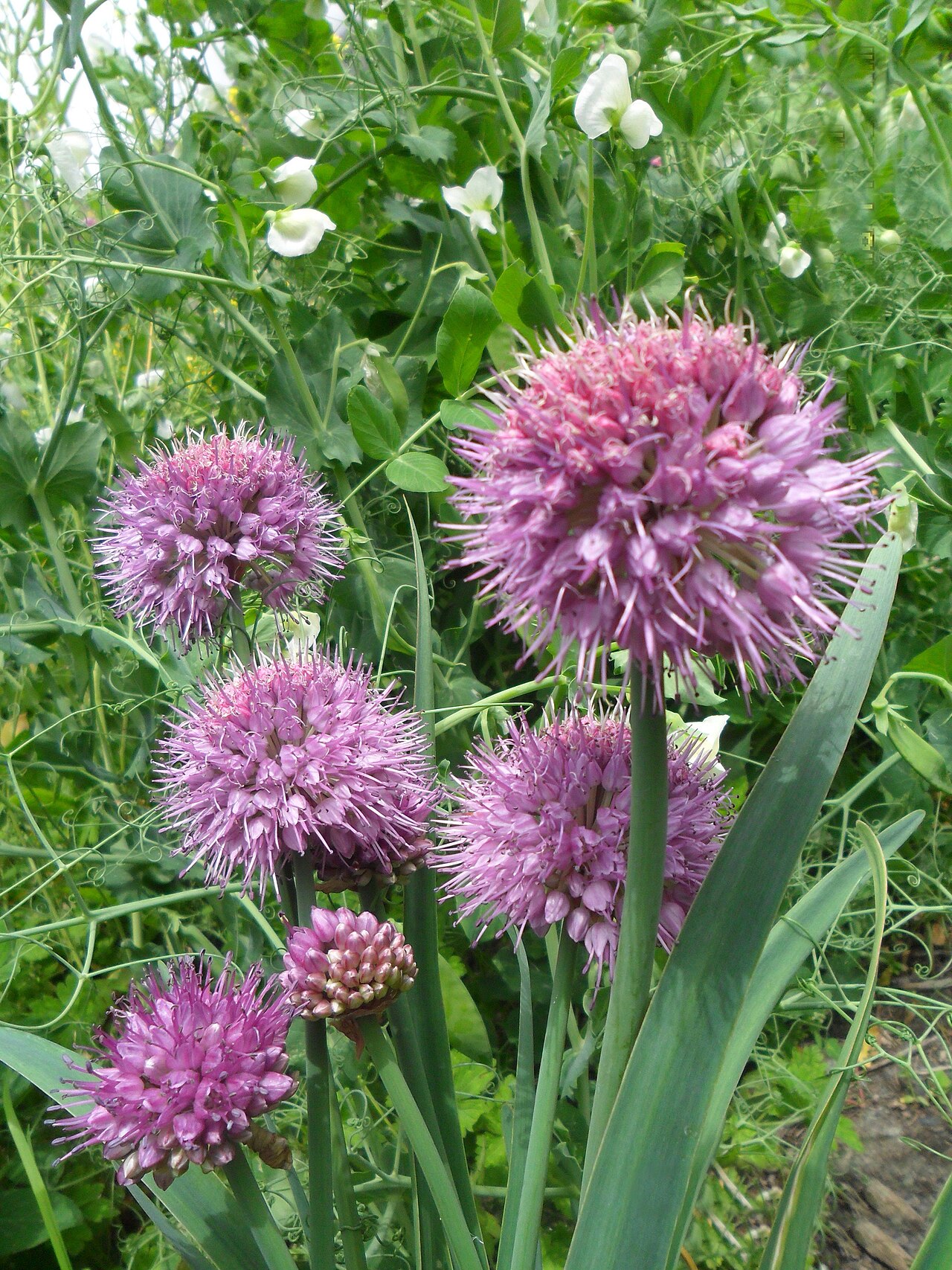 Allium carolinianum: use as a spice to delicious for meal