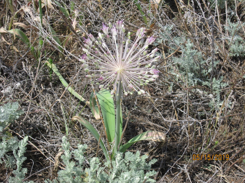 Allium caspium (Allium caspium)