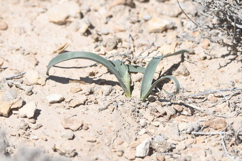 Allium caspium (Allium caspium)