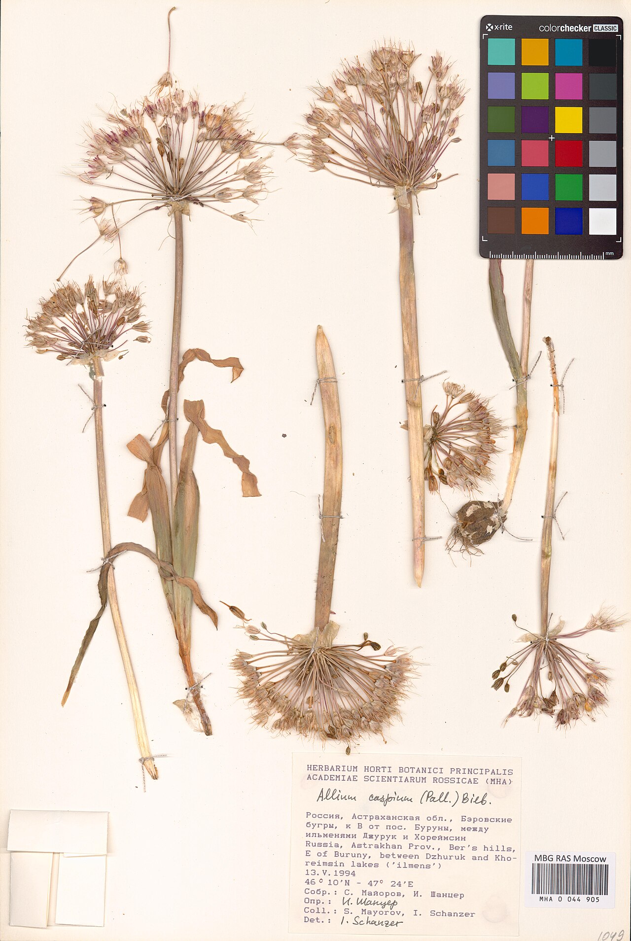 Allium caspium: Allium caspium — Herbarium specimen from Астраханская область, Бэровские бугры, к В от пос. Буруны, между ильменями Джурук и Хореймсин, Russian Federation. Coll