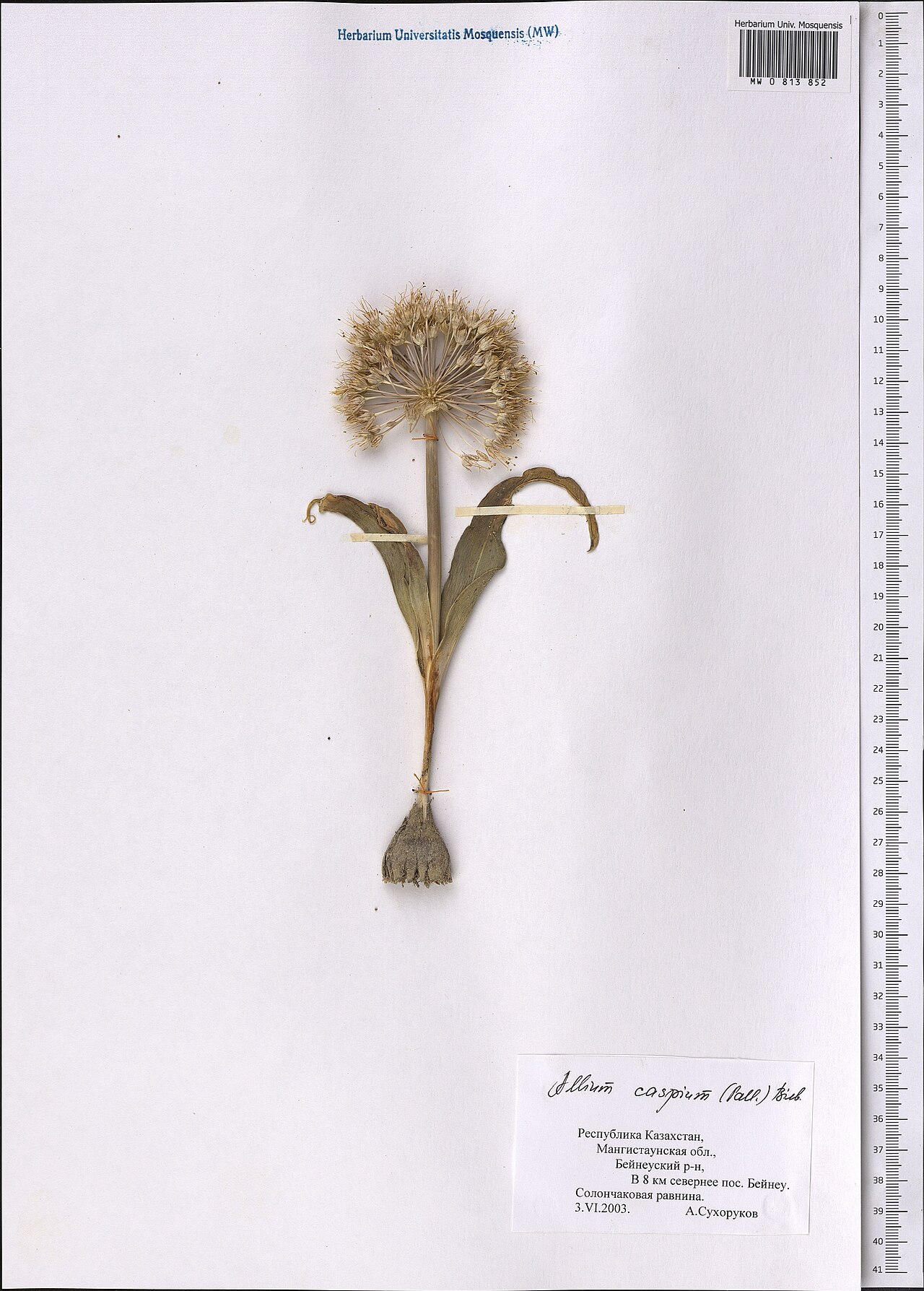 Allium caspium: Allium caspium — Herbarium specimen from Kazakhstan. Collected by Suhorukov A. (2003-06-03). Recorded in GBIF occurrence 1798985629 .