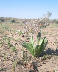Allium caspium (Allium caspium)