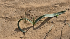 Allium caspium (Allium caspium)