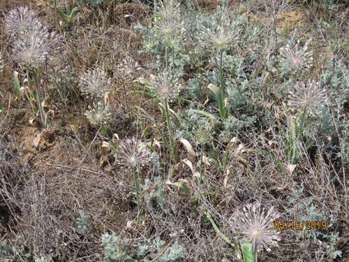 Allium caspium (Allium caspium)