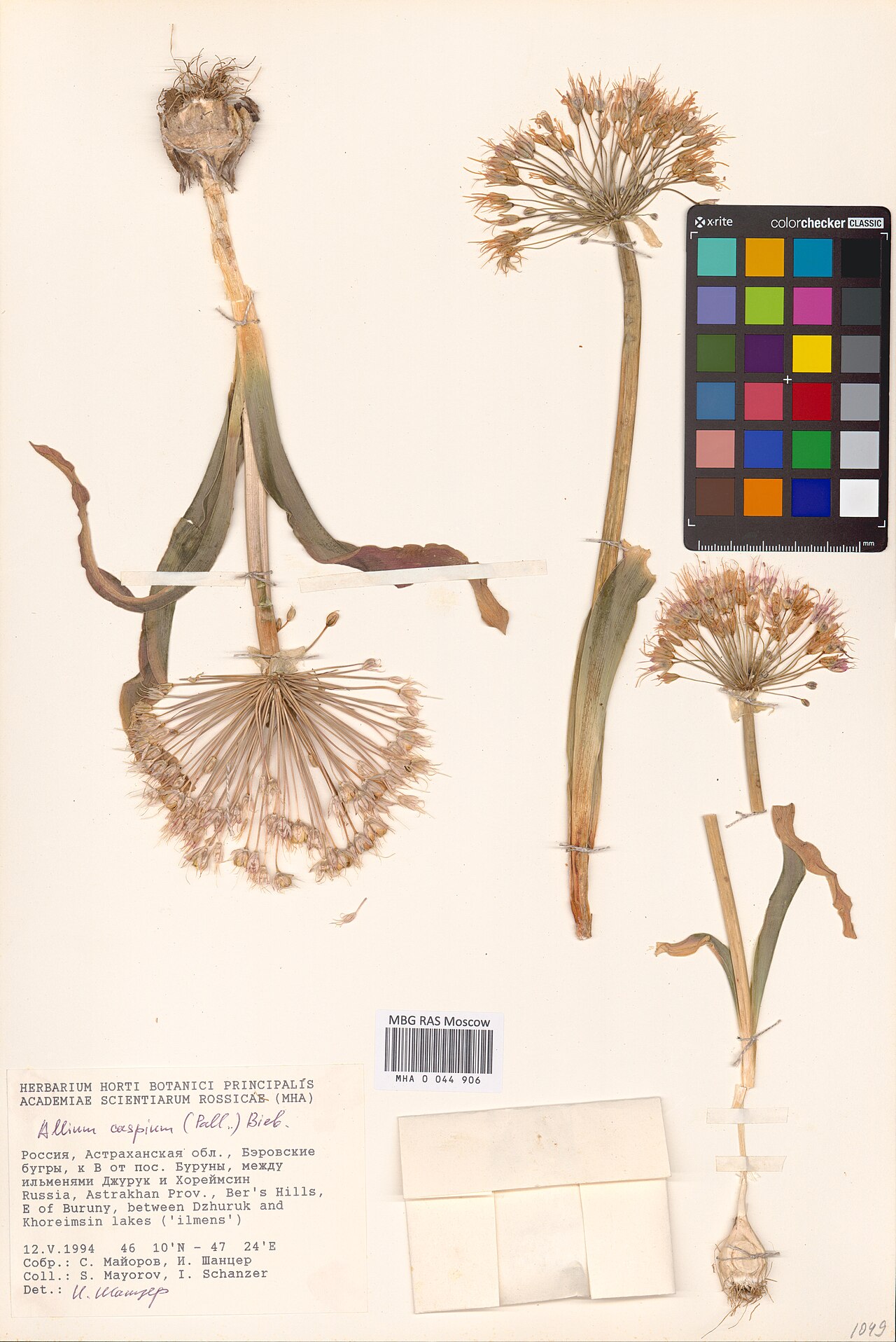Allium caspium: Allium caspium — Herbarium specimen from Астраханская область, Бэровские бугры, к В от пос. Буруны, между ильменями Джурук и Хореймсин, Russian Federation. Coll