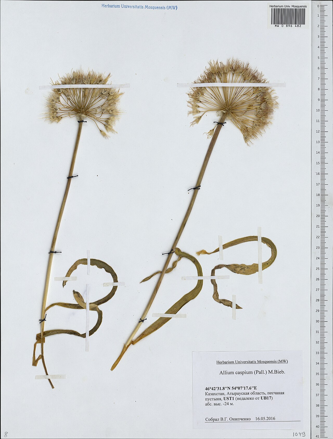 Allium caspium: Allium caspium — Herbarium specimen from Kazakhstan. Collected by V.G. Onipchenko (2016-05-16). Recorded in GBIF occurrence 1949961936 .