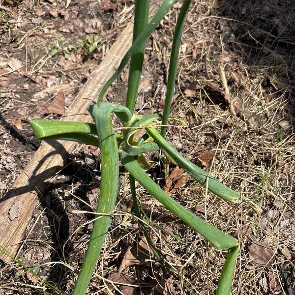Onion (Allium cepa)