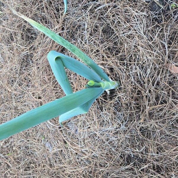 Onion (Allium cepa)