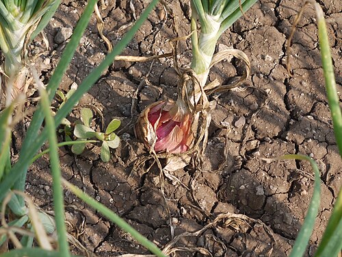 Onion: Allium cepa